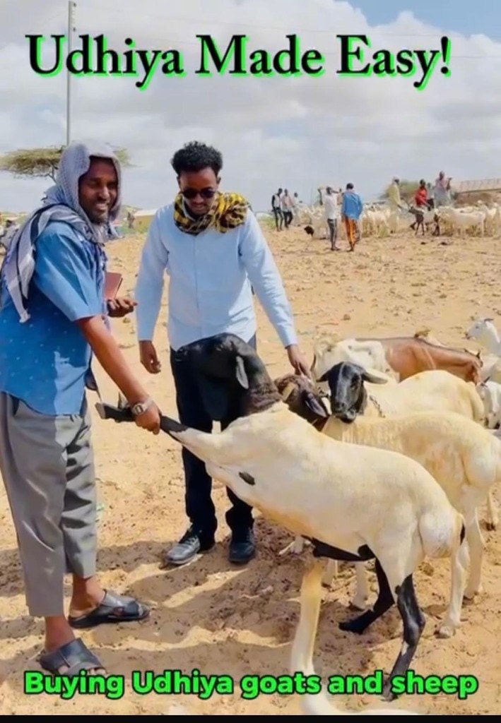 Buying Udhiya goats and sheep at the market